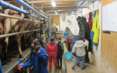 Traite et chocolat chaud à la ferme de Madame Vache