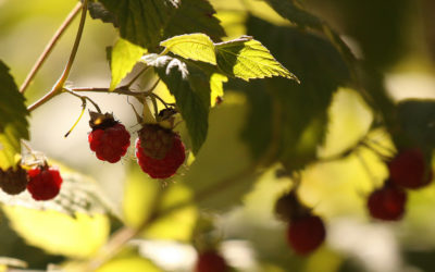 Achat groupé de framboisiers et fraisiers Bio