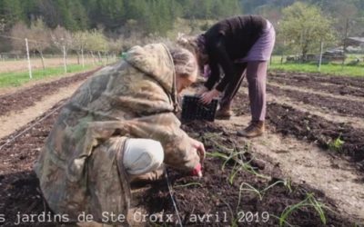 Les jardins font leur cinéma : une nouvelle vidéo sur les Jardins Nourriciers !