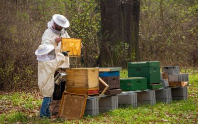 Apiculture citoyenne et collective en vallée de Quint : ça y est, on y va !