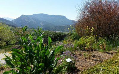 Des nouvelles depuis l’Ancien Monastère et ses jardins !