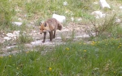 Film de la vie sauvage en vallée de Quint !