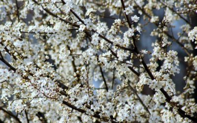 « 10 000 arbres fruitiers pour la Biovallée »